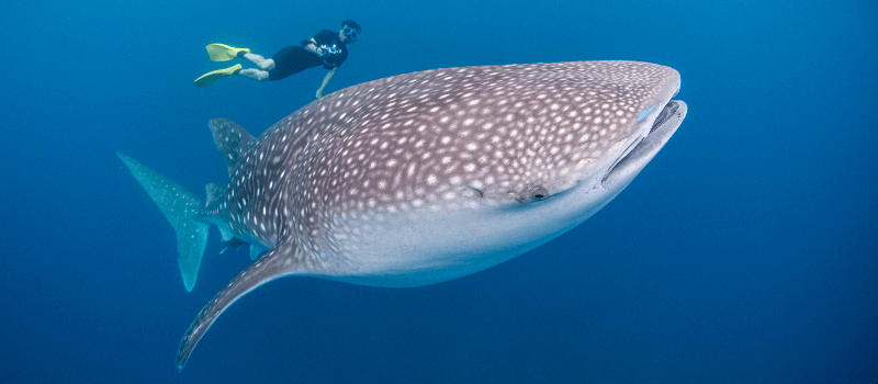 Whale Shark in Isla Mujeres